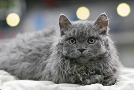 Nille rentona Rurokin näyttelyssä.